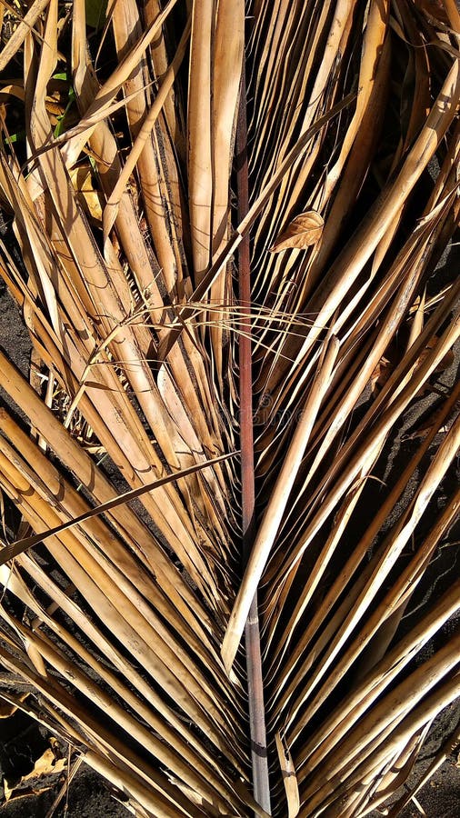 Dried coconut leaves stock photo. Image of iron, branch 192288366