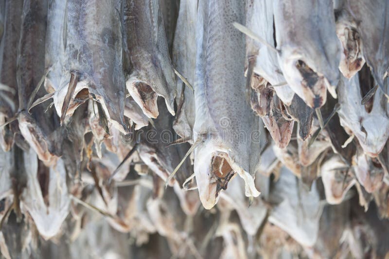 Dried Cod Stockfish in Loftofen Norway for Export To Italy Stock Image