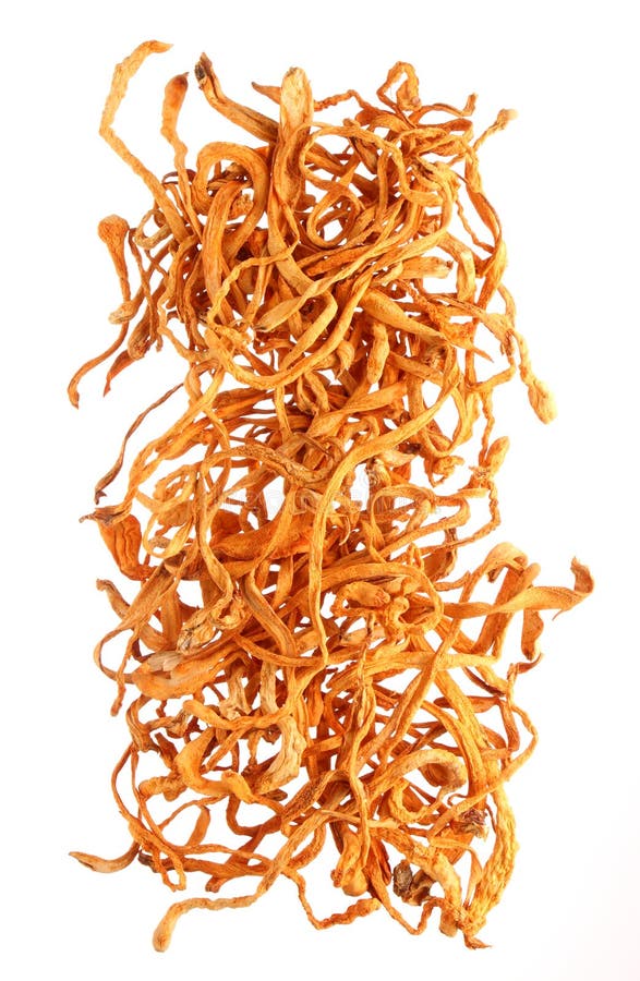 Dried Cordyceps Militaris Mushroom Stock Image - Image of health ...