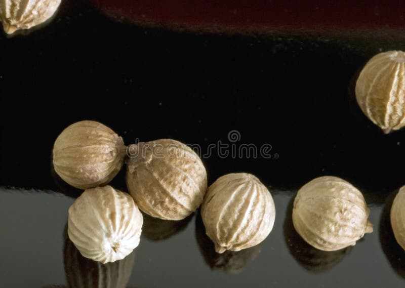 Dried Coriander Fruits stock photo. Image of apiaceae 7555354