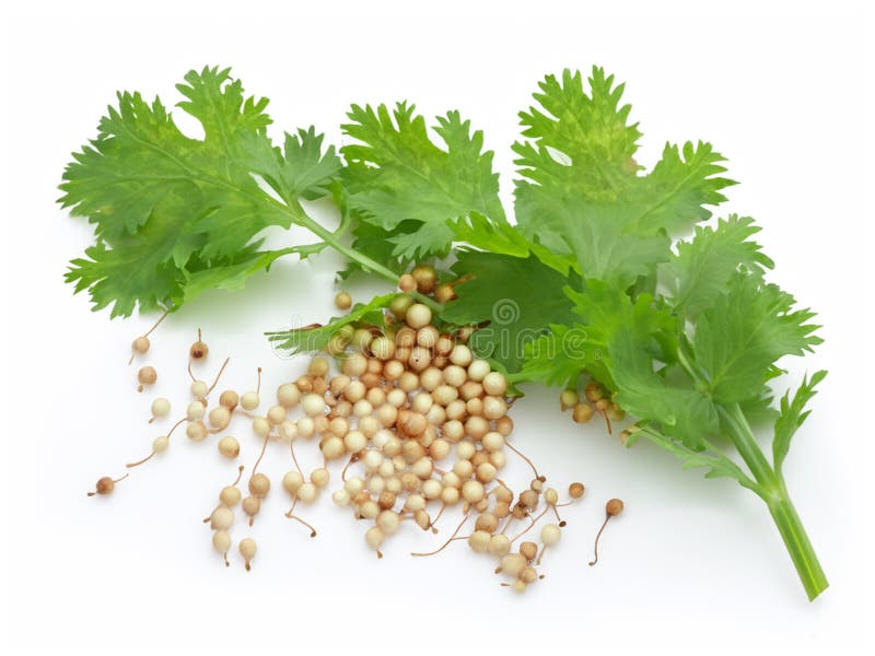 dried coriander isolated on white background