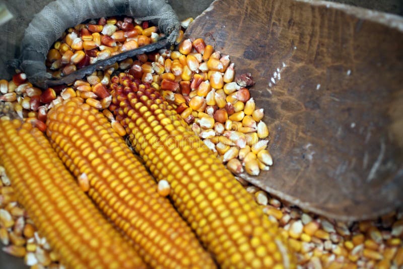 Dried corn cob stock photo. Image of ripe, growing, nutrition 83752444