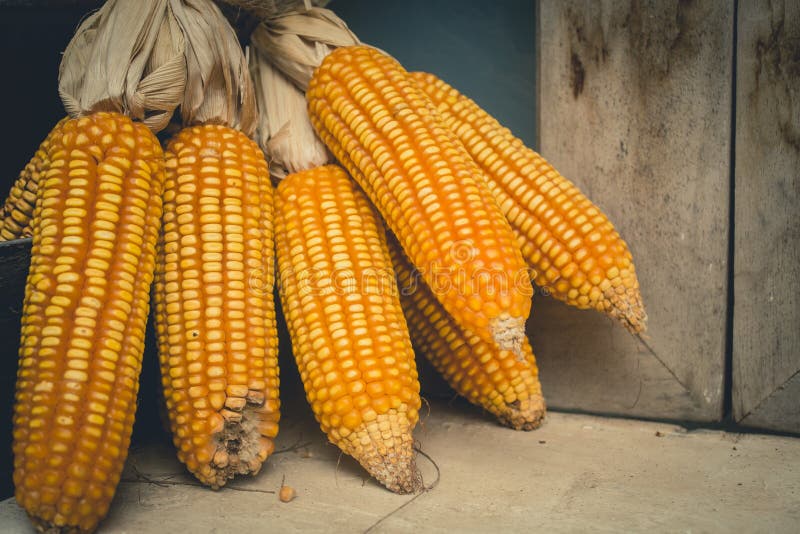 Dried corn cob on wooden rack