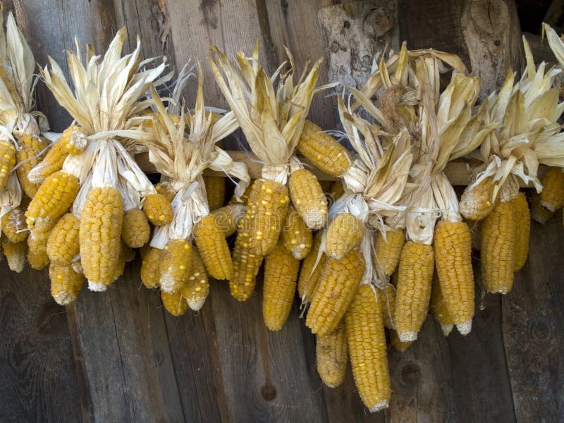Dried corn cobs stock image. Image of corn, wall, bunch 100093315
