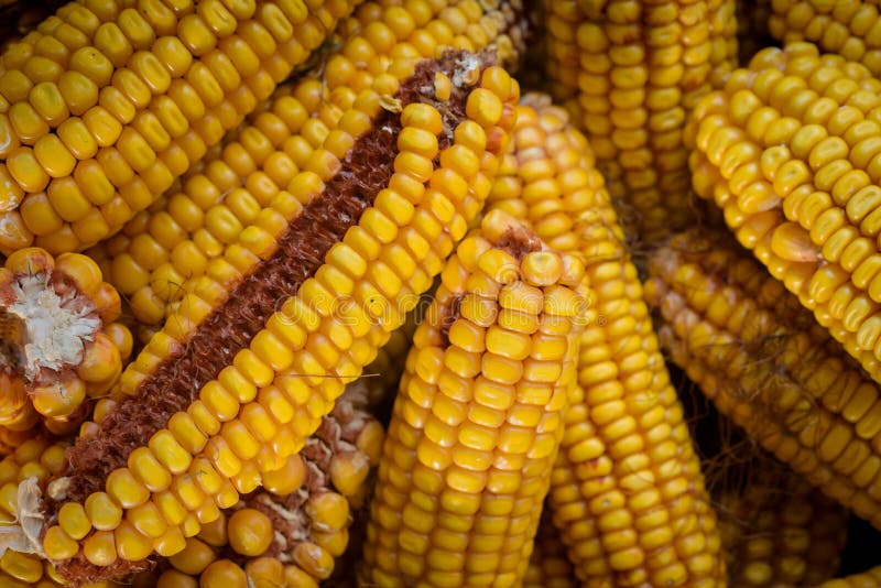 Dried corn cobs stock image. Image of harvest, seeds 62387657