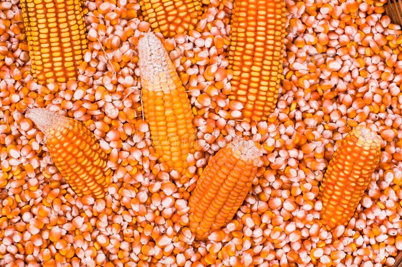 Dried Corn Grain and Corn Cob Prepare for Popcorn Stock Photo Image