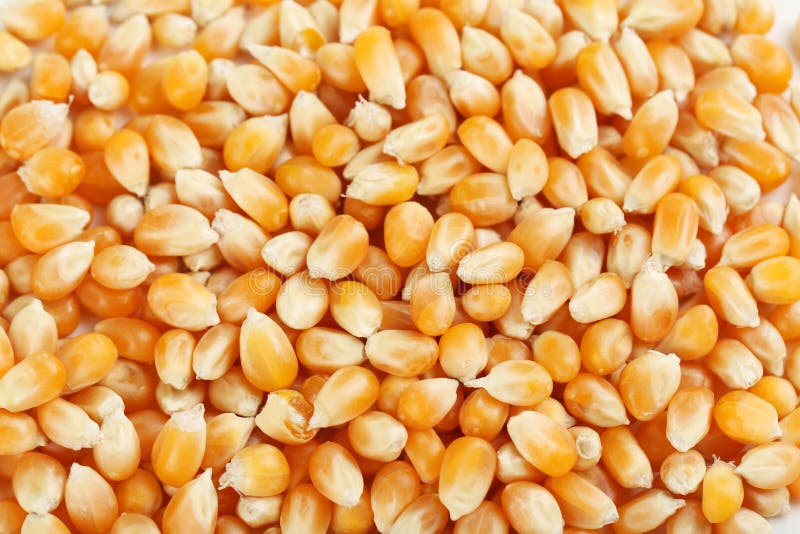 Dried corn grains stock photo. Image of groat, crop, grains 57415342