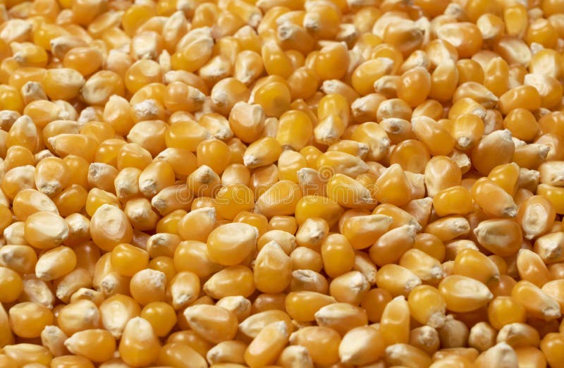 Dried Corn Kernels Throughout the Screen Stock Image Image of detail