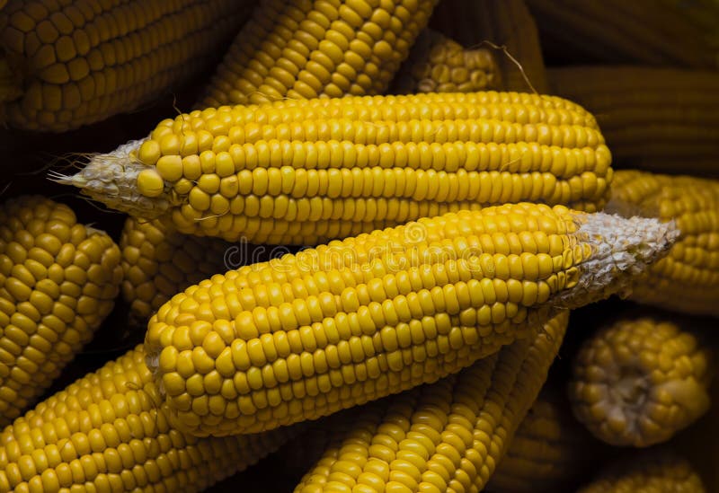 Dried Corns in a Sack stock image. Image of objects, vertical 43621739