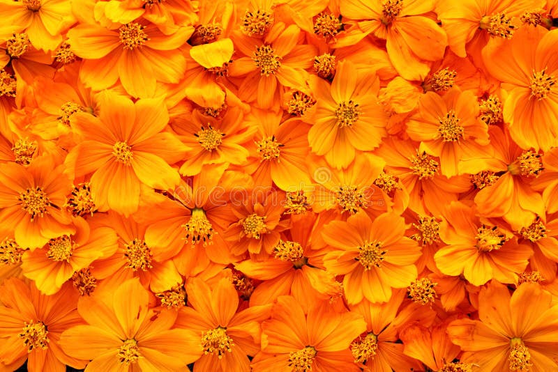 Dried cosmos flowers