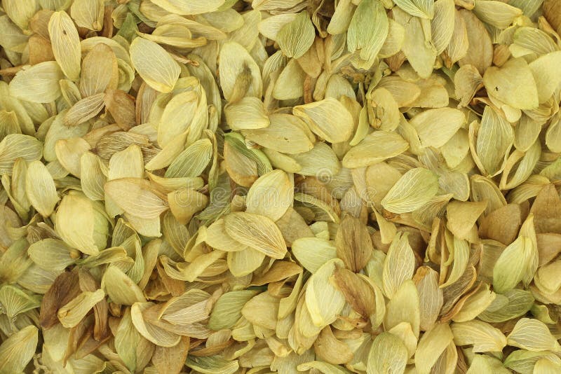 Dried and crushed hop cones background royalty free stock image