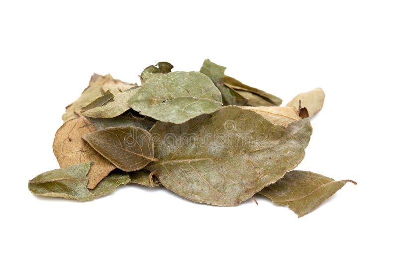 Dried curry leaves stock photo. Image of medicine, food 33412642