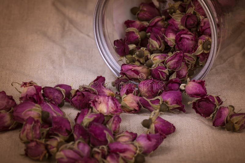 Damask Rose Buds