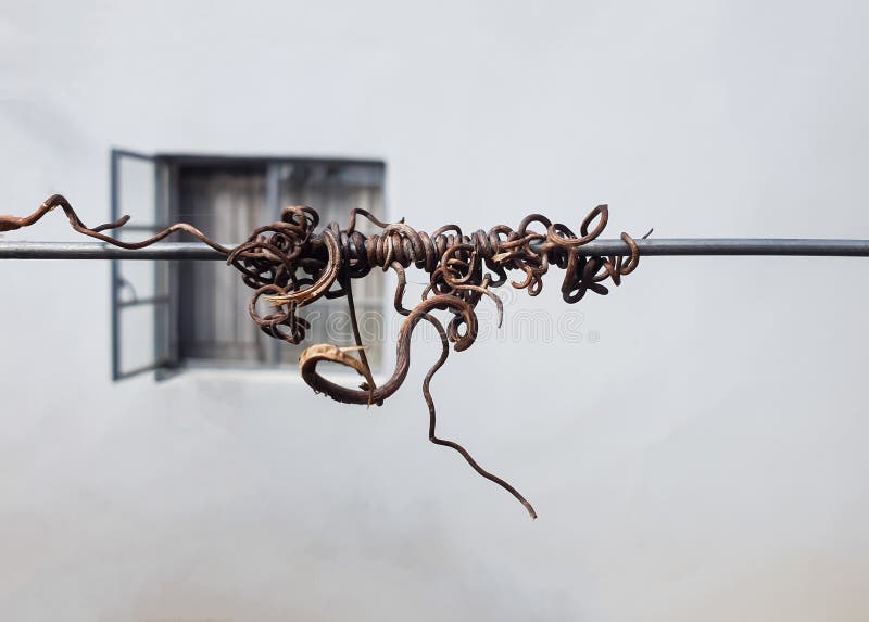 Dried and dead vine from a grape tree attached to a silver thin wire