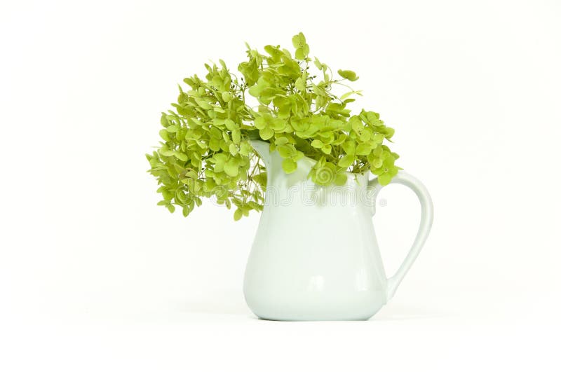 Dried delicate green hortensia (hydrangea) flowers