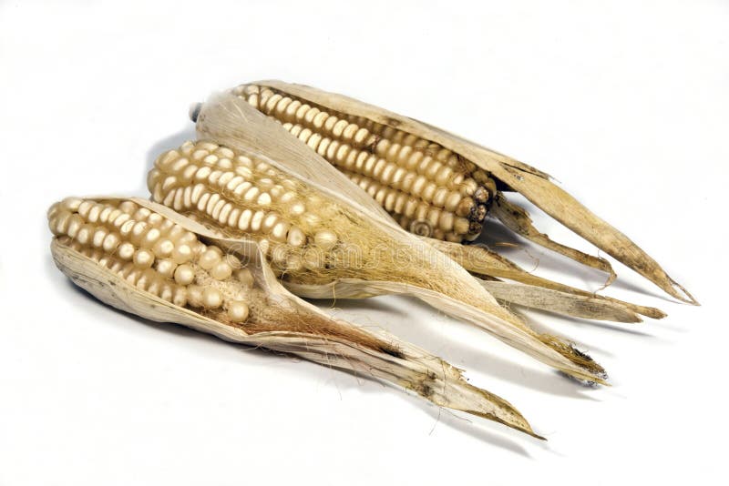Dried Ears of Corn from a Failed Crop