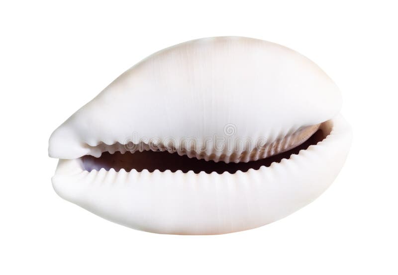 Dried empty shell of cowrie cutout on white stock photo
