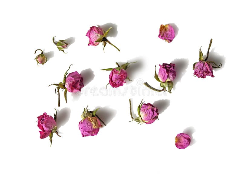 Dried faded pink rose flower heads isolated on white background with shadow. Scrapbook, wrapping paper, card, invitation, packagin