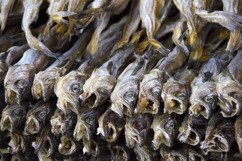 Dried Fish stock photo. Image of fishing, kangwon, food 22245444