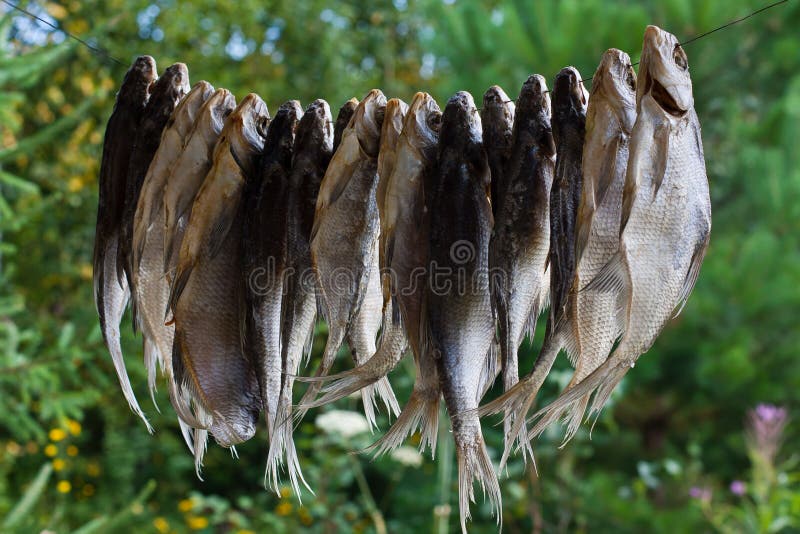 Dried Fish Hanging on a Rope Stock Image Image of dries, prepared 47309093