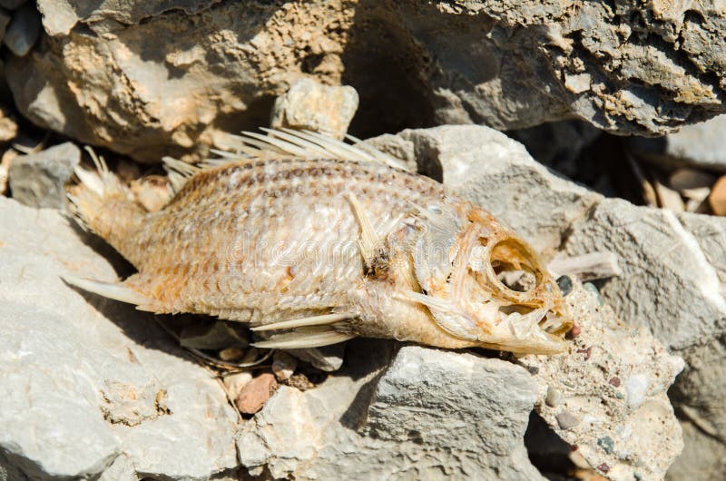 Dried Fish Bones stock photo. Image of gross, spine, lines 99764780