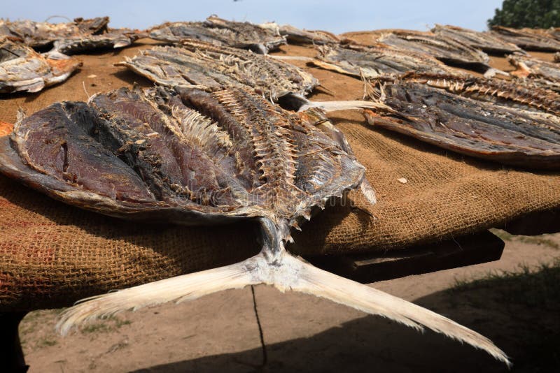 Dried Fish and Fish in Sri Lanka Stock Image Image of lanka, asia