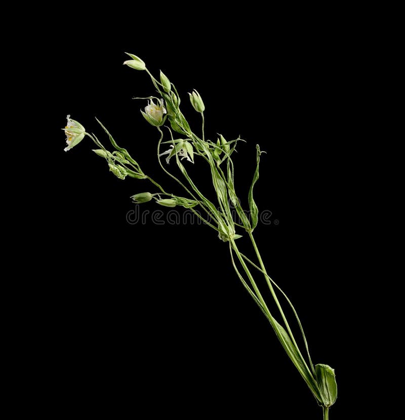Dried flower on background stock image. Image of plant 74870699