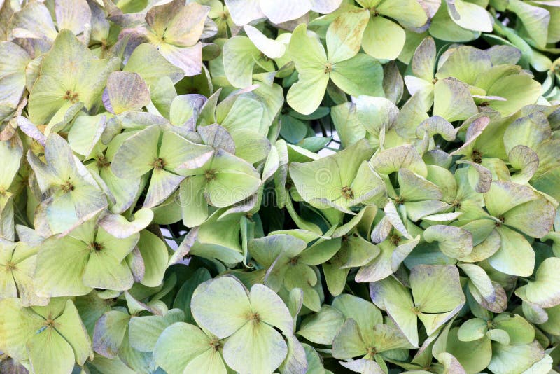 Dried Flower of the Hydrangea Stock Photo Image of drying, purple