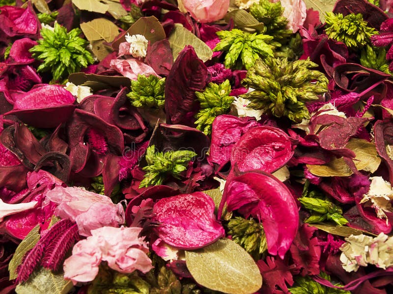 Dried flower petals stock image. Image of leaves, nature 11647117