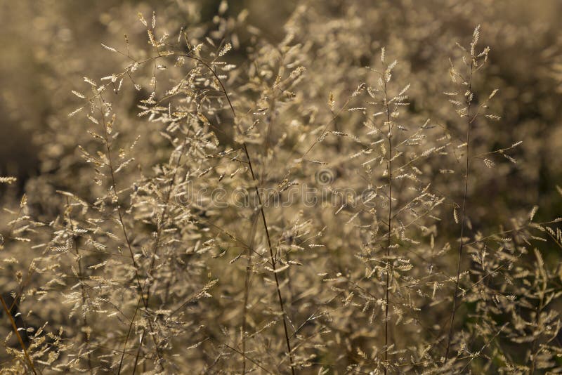 Dried flower on sunny autumn meadow stock image Dried flower on sunny autumn meadow stock image