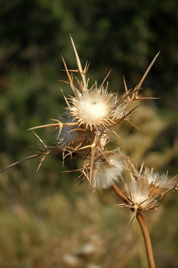 Dried Flower of the Thistle Stock Image Image of fall, growing 45486487