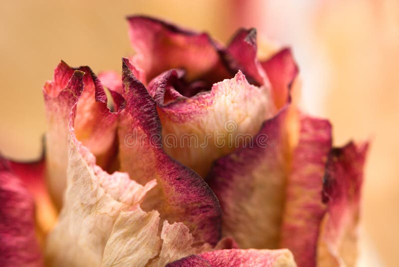 Dried flowers