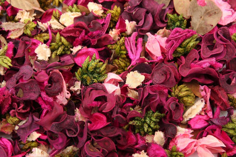 Flori uscate stock image