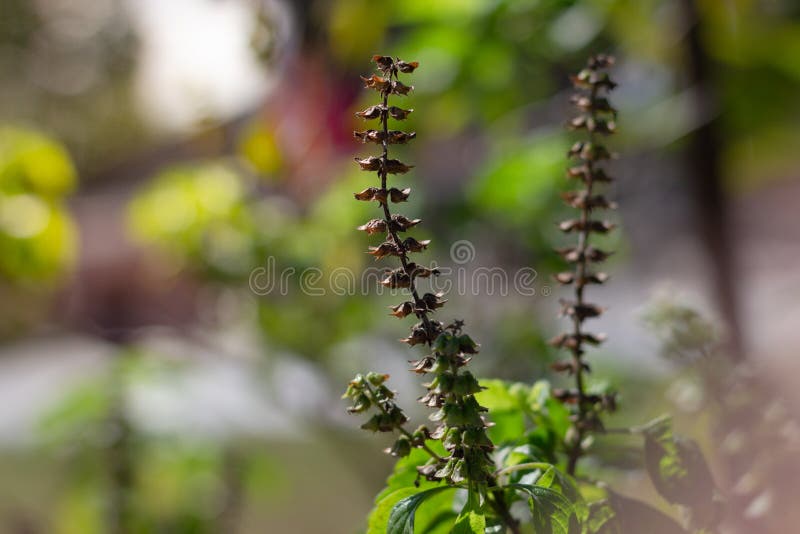 Dried Flowers Basil, Dried Basil Seeds Stock Photo Image of healthy
