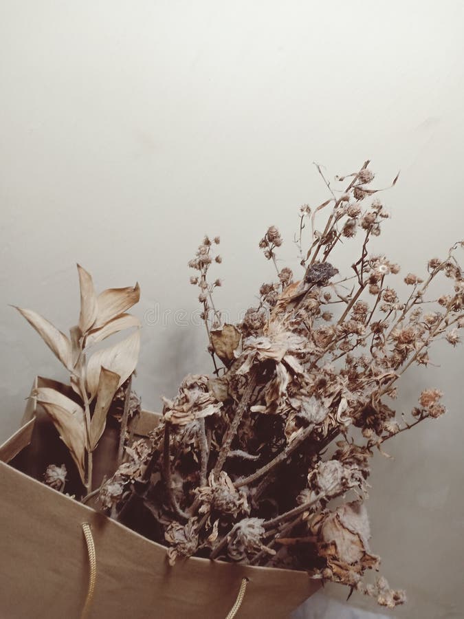Dried Flowers stock image. Image of dried, aesthetic 264122029