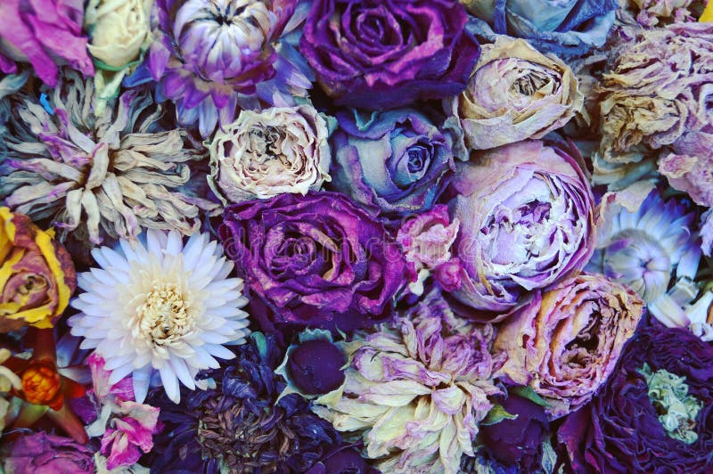 Dried flowers stock photos Dried flowers stock photos