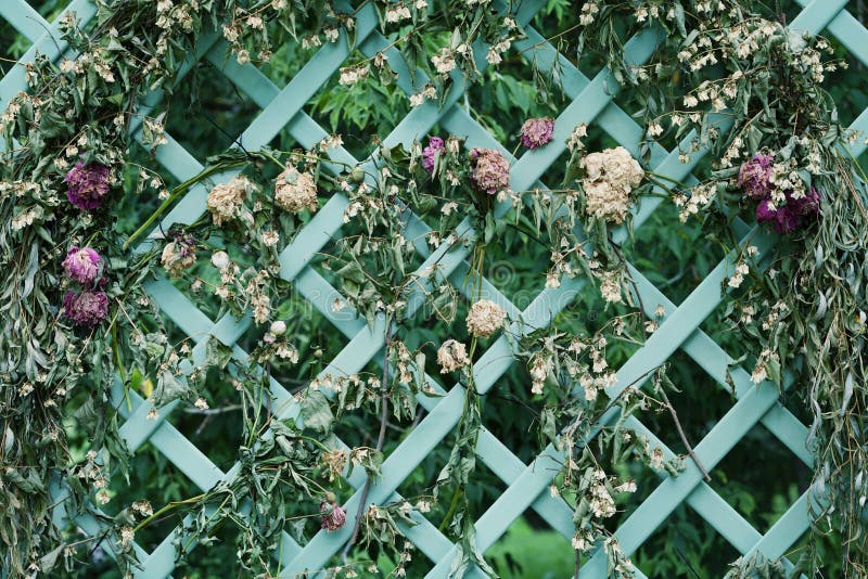 Dried flowers on decorative lattice in the garden.