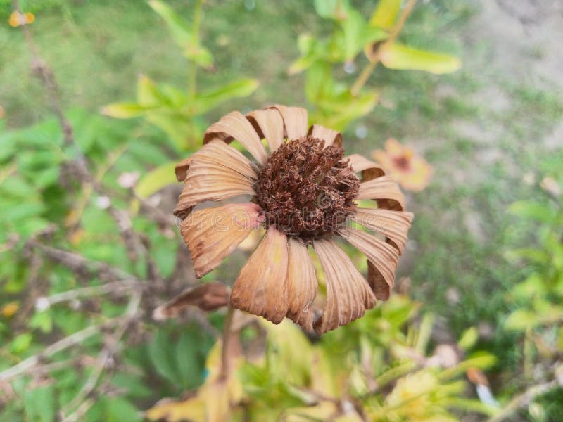 Dried Flowers after Going through the Process of Heating by the Sun