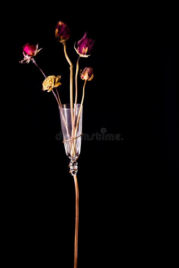 Dried Flowers Inside a Glass Vase Stock Image Image of vase, glass