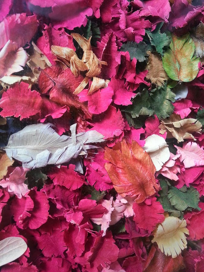 Dried flowers & Leaves stock image. Image of festive, texture 3514447