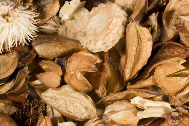 Dried flowers and leaves stock photo. Image of fall, dried 10571062