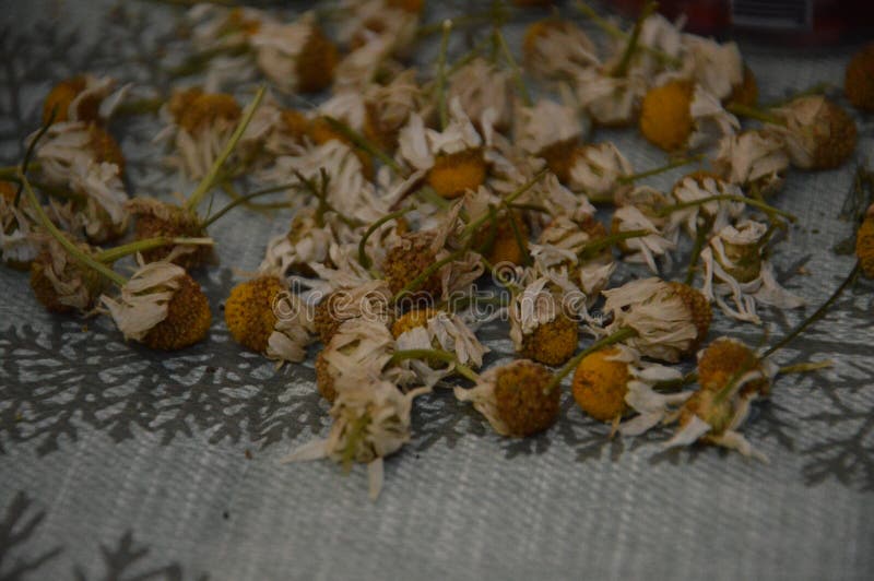Dried Flowers on the Table are Dried To Make Tea Stock Image Image of