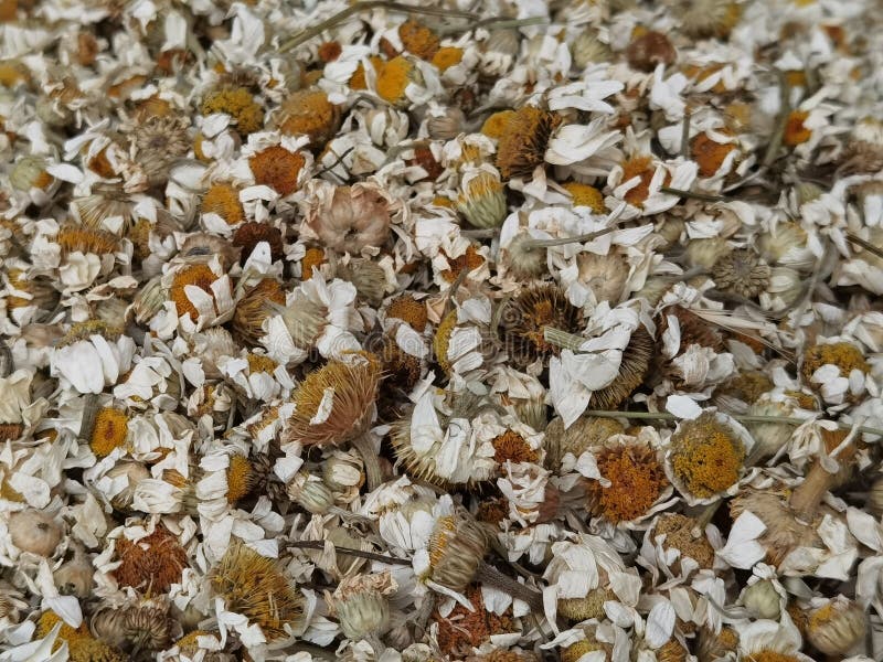 Dried Flowers for Tea Infusion in Bulk but Isolated Stock Image Image