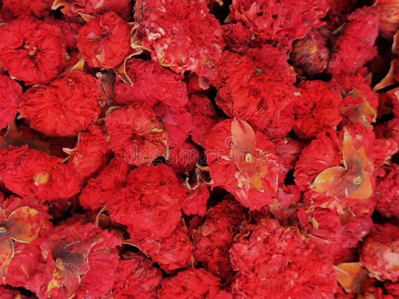 Dried Flowers for Tea Infusion in Bulk but Isolated Stock Image Image