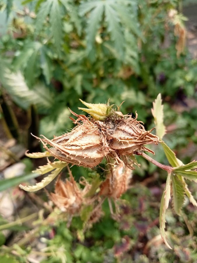 Dried Flowers that are about To Die. Stock Image Image of dried