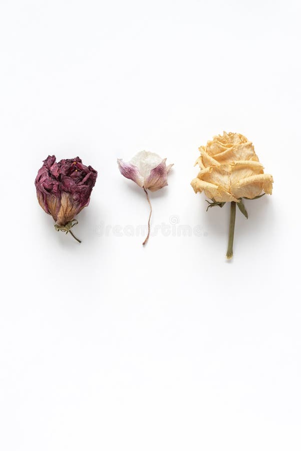 dried flowers white rose orchid red hibiscus backdrop minimalistic background greeting invitation card 207089652 Are Orchids And Hibiscus in Same Family