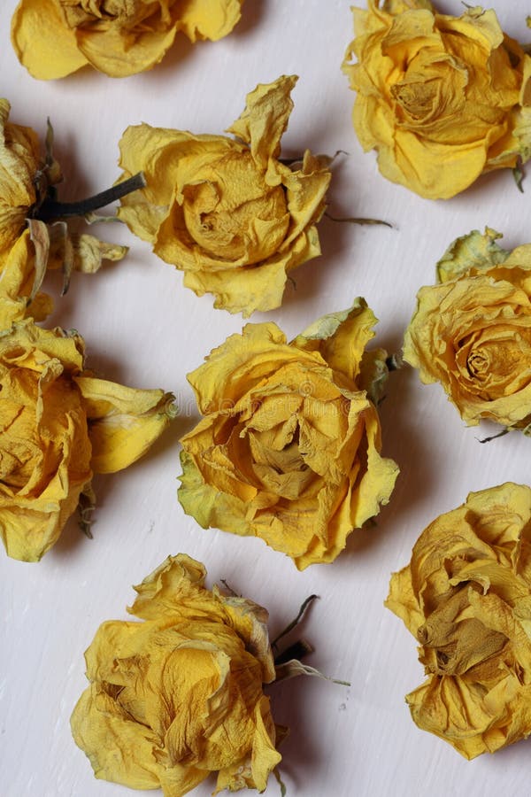 Dried Flowers of Yellow Roses. Stock Photo Image of beautiful