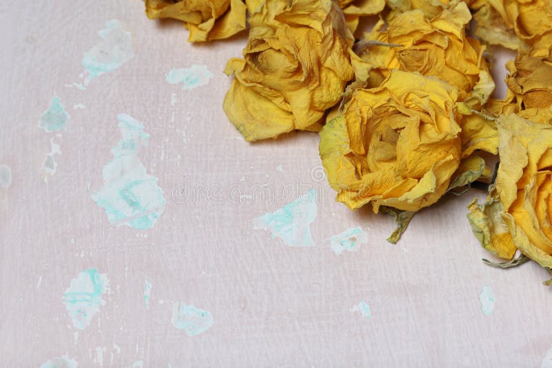 Dried Flowers of Yellow Roses. Stock Image Image of rose, decoration