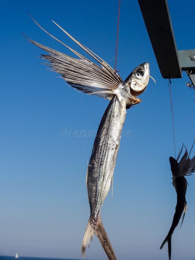 Dried Flying Fish, with Almonds and Olive Oil Stock Photo Image of