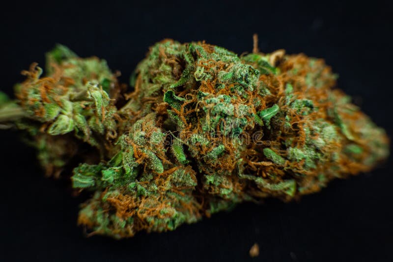 Dried Ganja, Cannabis Flower Bud Ready To Grind Stock Image - Image of  medicine, herbal: 170659161